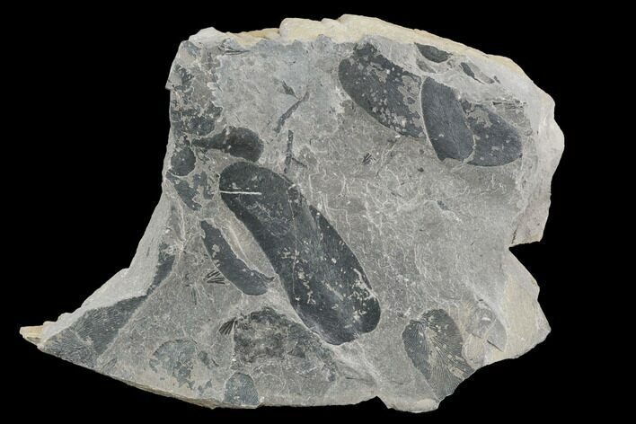 Pennsylvanian Fossil Fern (Macroneuropteris) Leaflets - Kentucky #126232